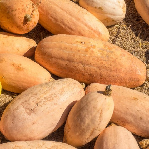 Squash plant growth from VH562 Giant Pink Banana Squash Seeds