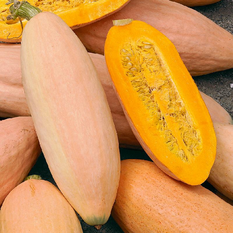 Large elongated squash produced from VH562 Giant Pink Banana Squash Seeds