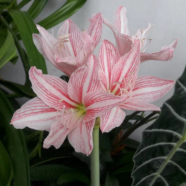 Vibrant Pink and White Amaryllis Flowers in Garden Beds