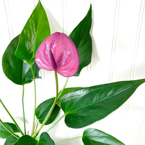 Vibrant Anthurium Violet Plants in Full Bloom