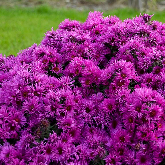 Vibrant Asters Growing in a Flower Garden