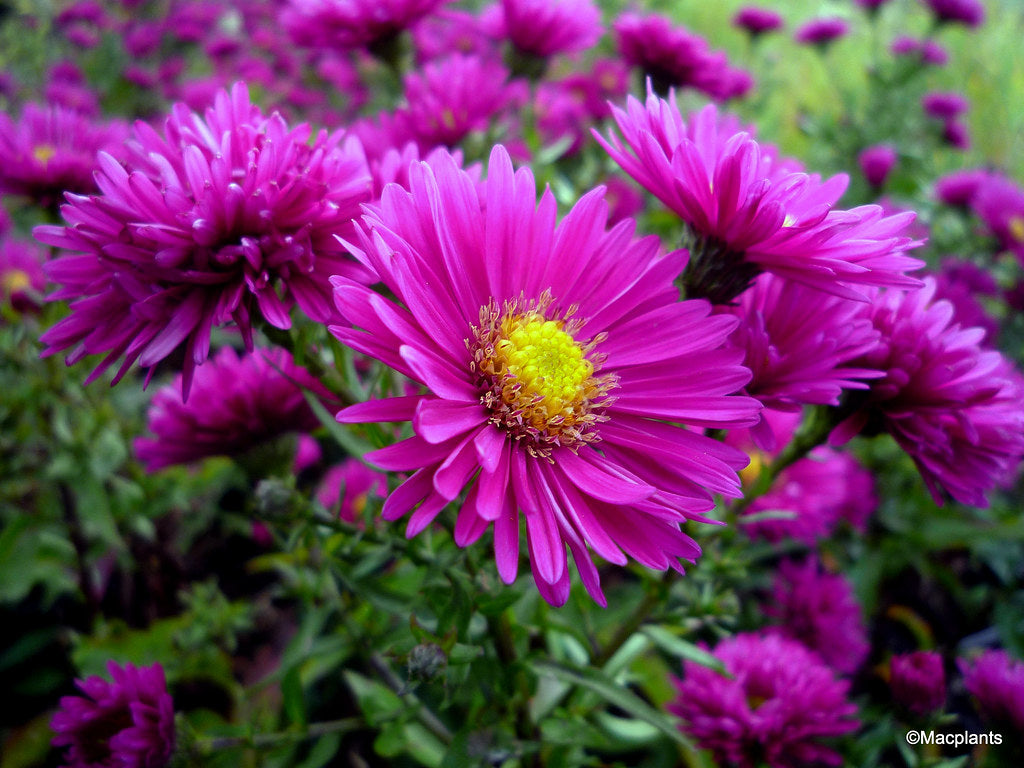 Vibrant Aster Novi-Belgii Blooms in Garden
