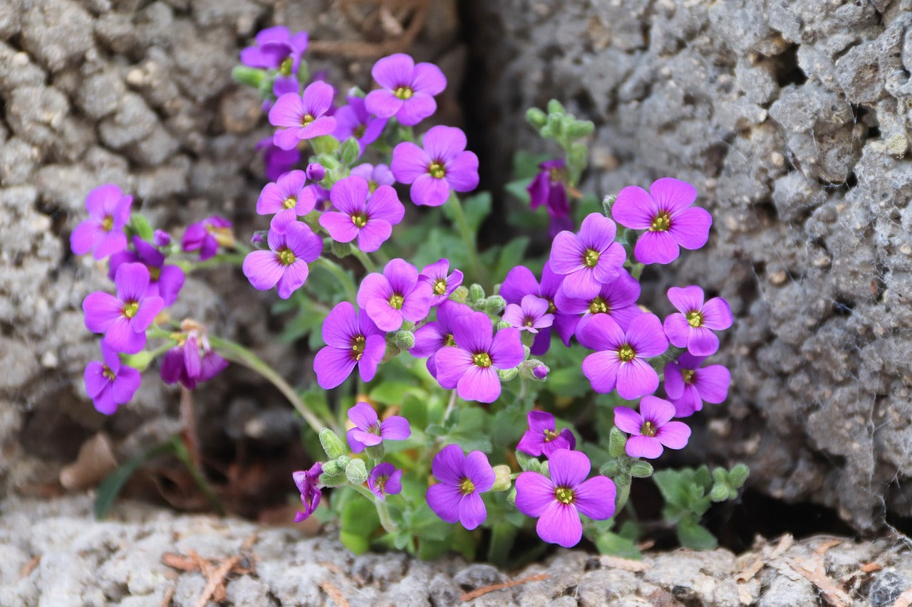 Vibrant Aubrieta Ground Cover with Purple & Pink Flowers