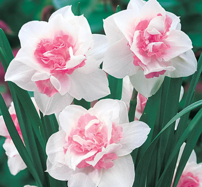 Vibrant Baby Pink & White Daffodil Plants in Full Bloom