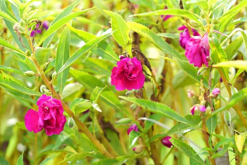 Vibrant Violet Balsam Flowers in Bloom