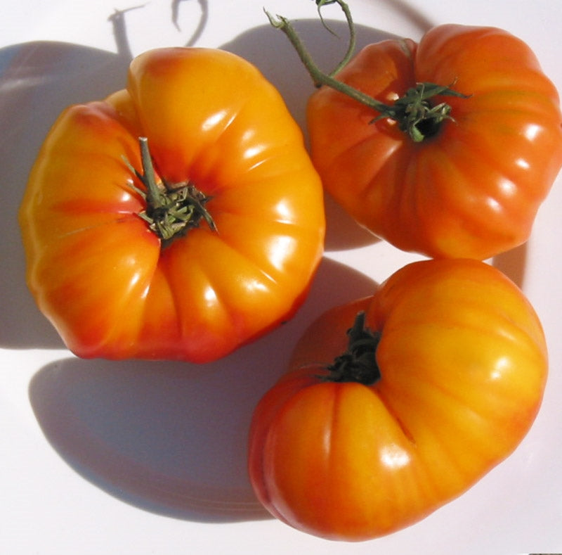 Large, juicy orange tomatoes harvested from seeds