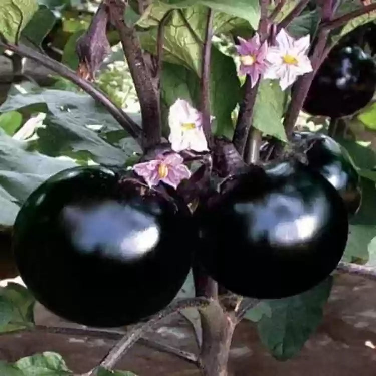 Vibrant black tomato plants thriving in garden beds