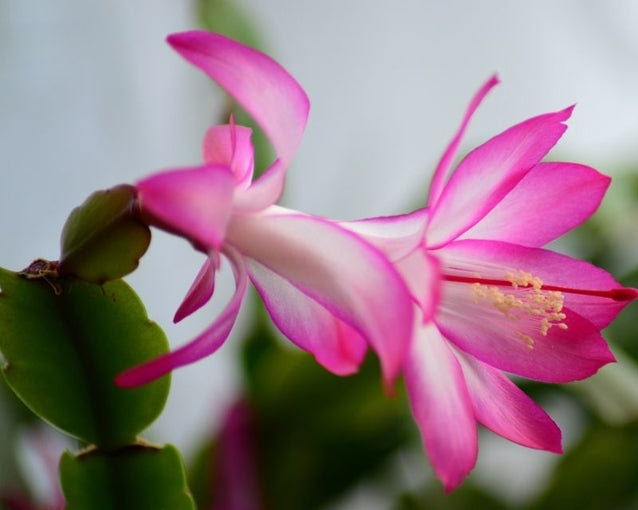 Vibrant Bloom Zygocactus Seeds