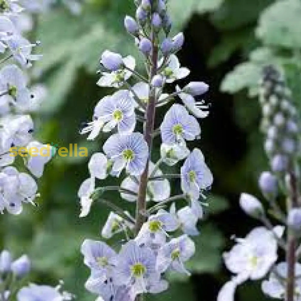 Vibrant Blooms Of Veronica Flower Planting - Seeds For Stunning Garden Displays