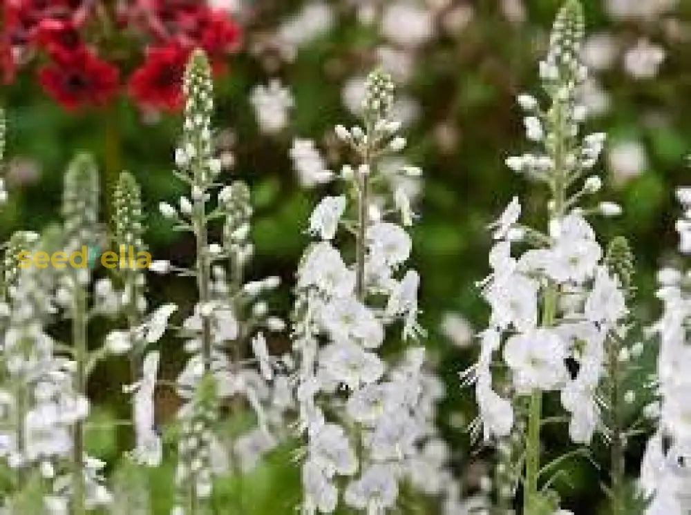 Vibrant Blooms Of Veronica Flower Planting - Seeds For Stunning Garden Displays