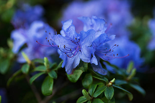 Vibrant Blue Purple Azalea Blooms in Full Color