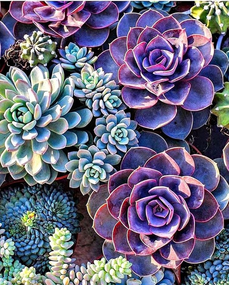 Vibrant Blue & Purple Succulent Plants in Full Bloom