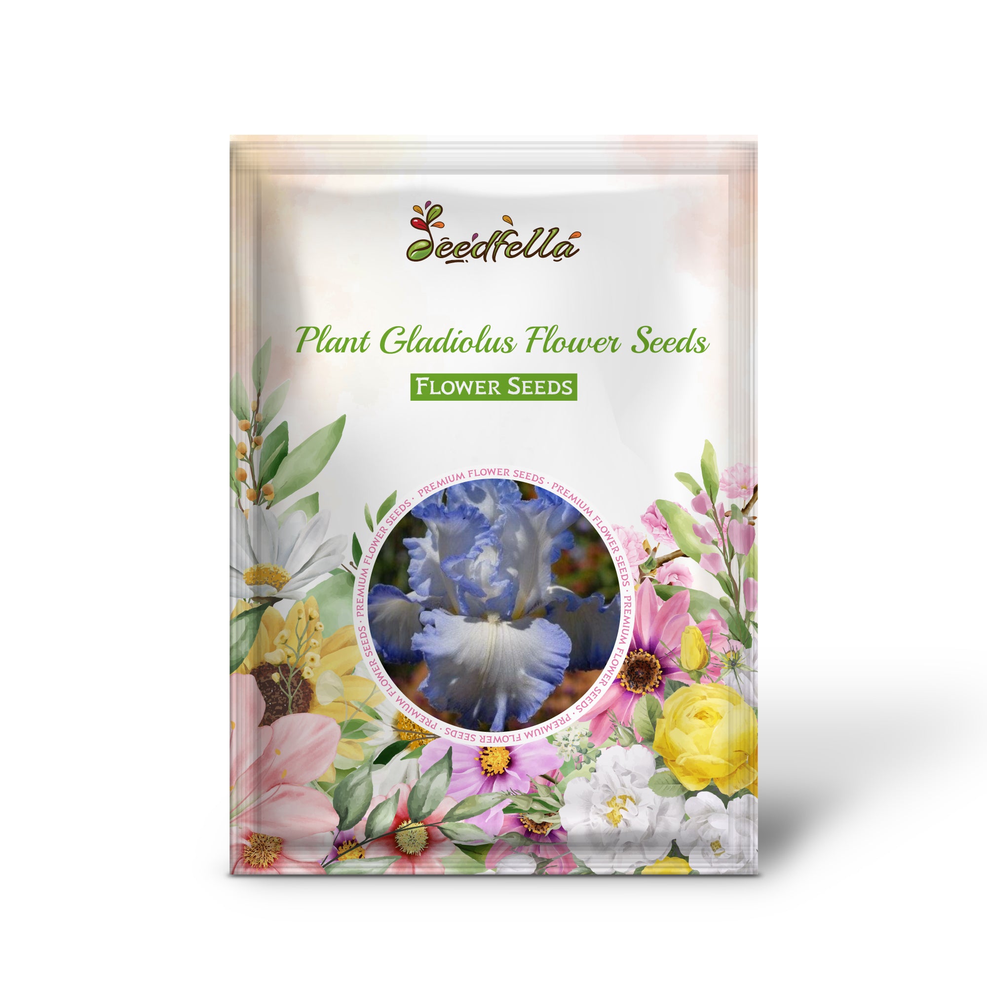 Vibrant Blue and White Gladiolus Blooms for Garden Decoration