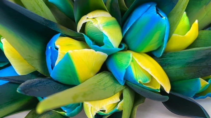 Vibrant Blue & Yellow Tulip Plants in Full Bloom