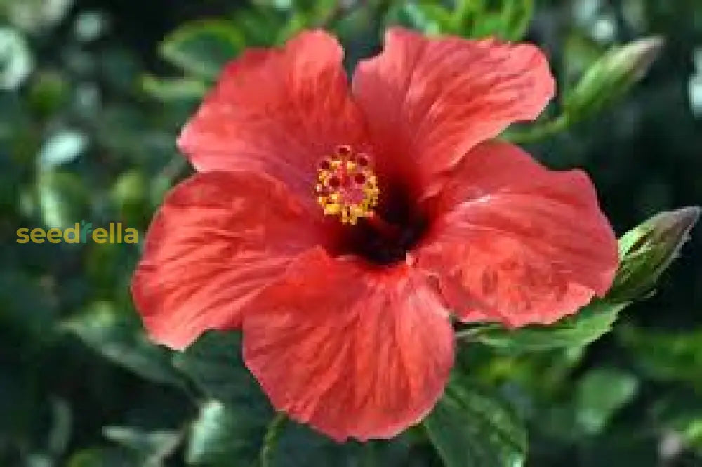 Vibrant Brown Orange Hibiscus Seeds For Colorful Garden Arrangements Flower