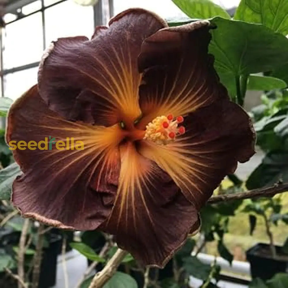 Vibrant Brown Orange Hibiscus Seeds For Colorful Garden Arrangements Flower