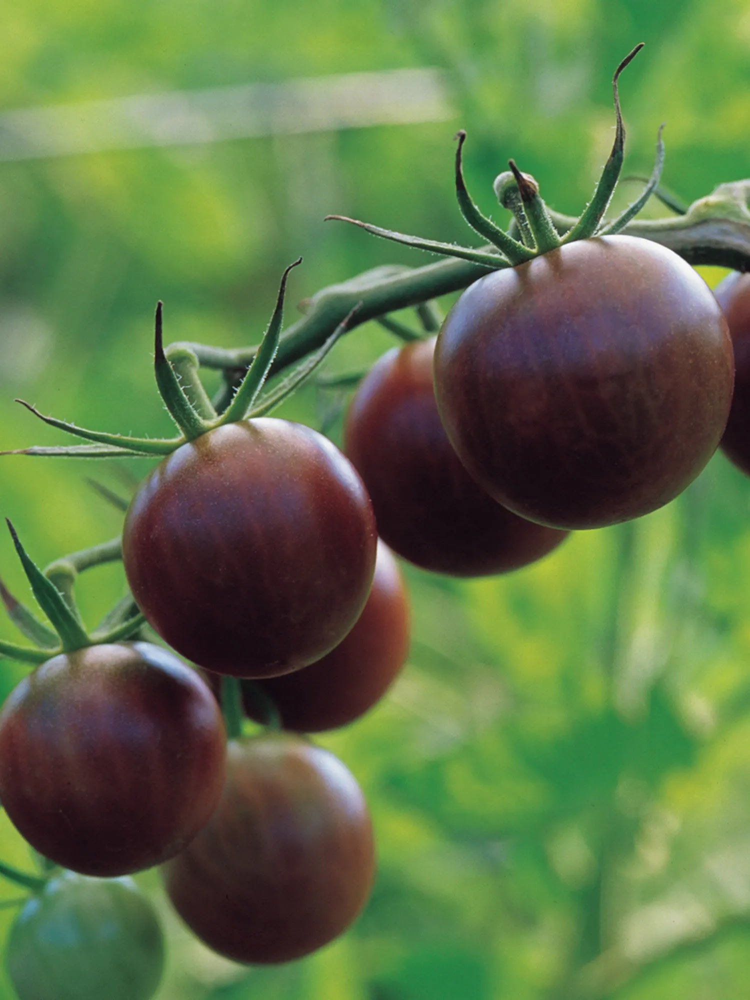 Vibrant brown tomato plants in garden beds