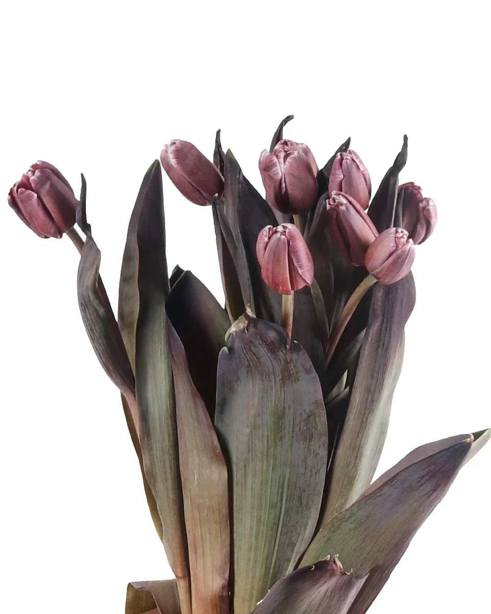 Vibrant Brown Tulip Plants in Full Bloom