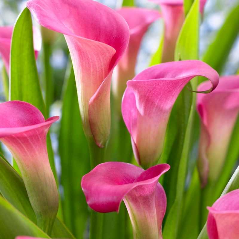 Calla flower seeds for low-maintenance gardening
