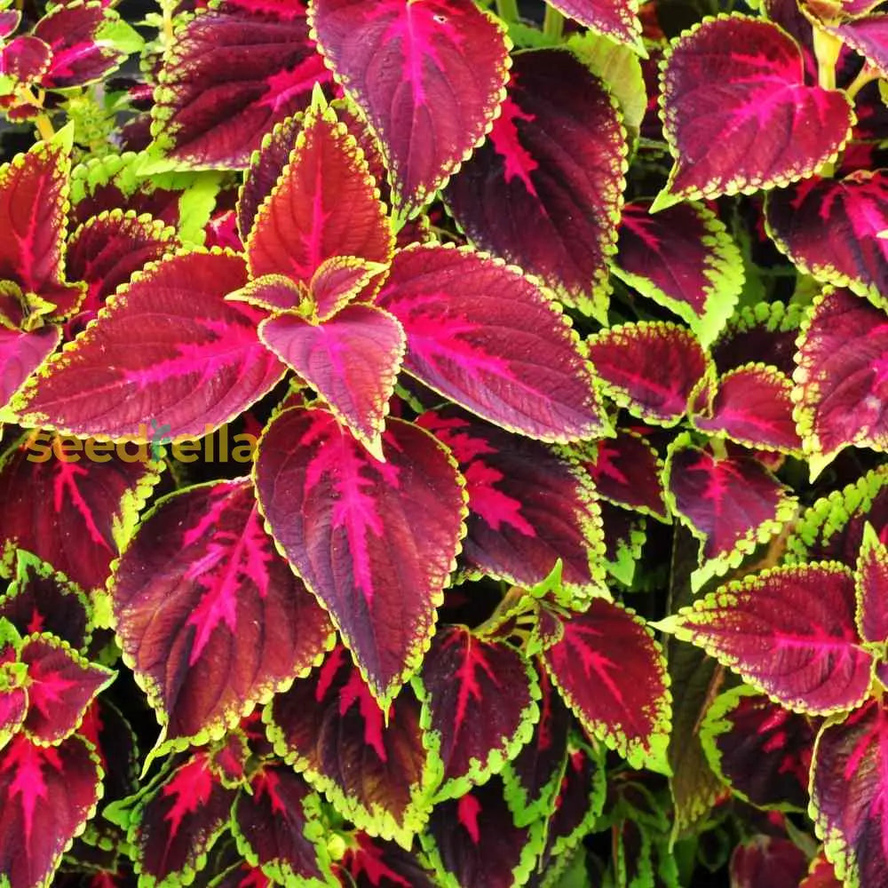 Vibrant Coleus Plant Seeds For Thriving Gardens