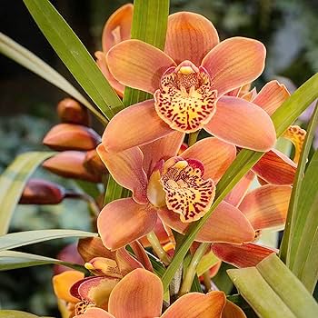 Vibrant Cymbidium Maxillaria Goeringii Plants in Full Bloom