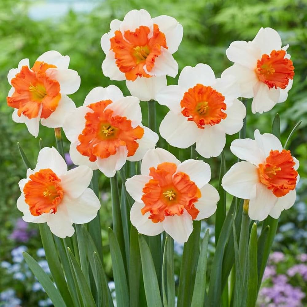Vibrant Daffodils Seeds for Orange and White Blooms