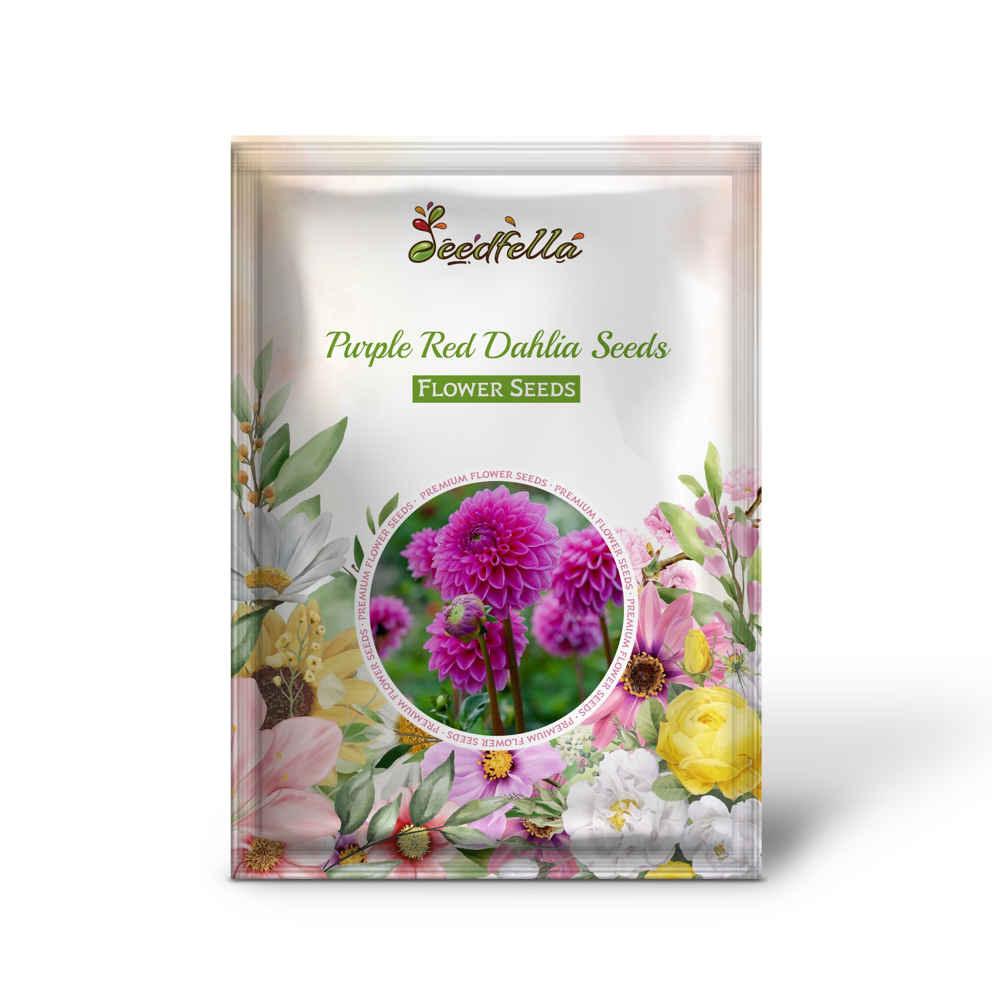 Vibrant Purple Red Dahlia Blooms for Gardens