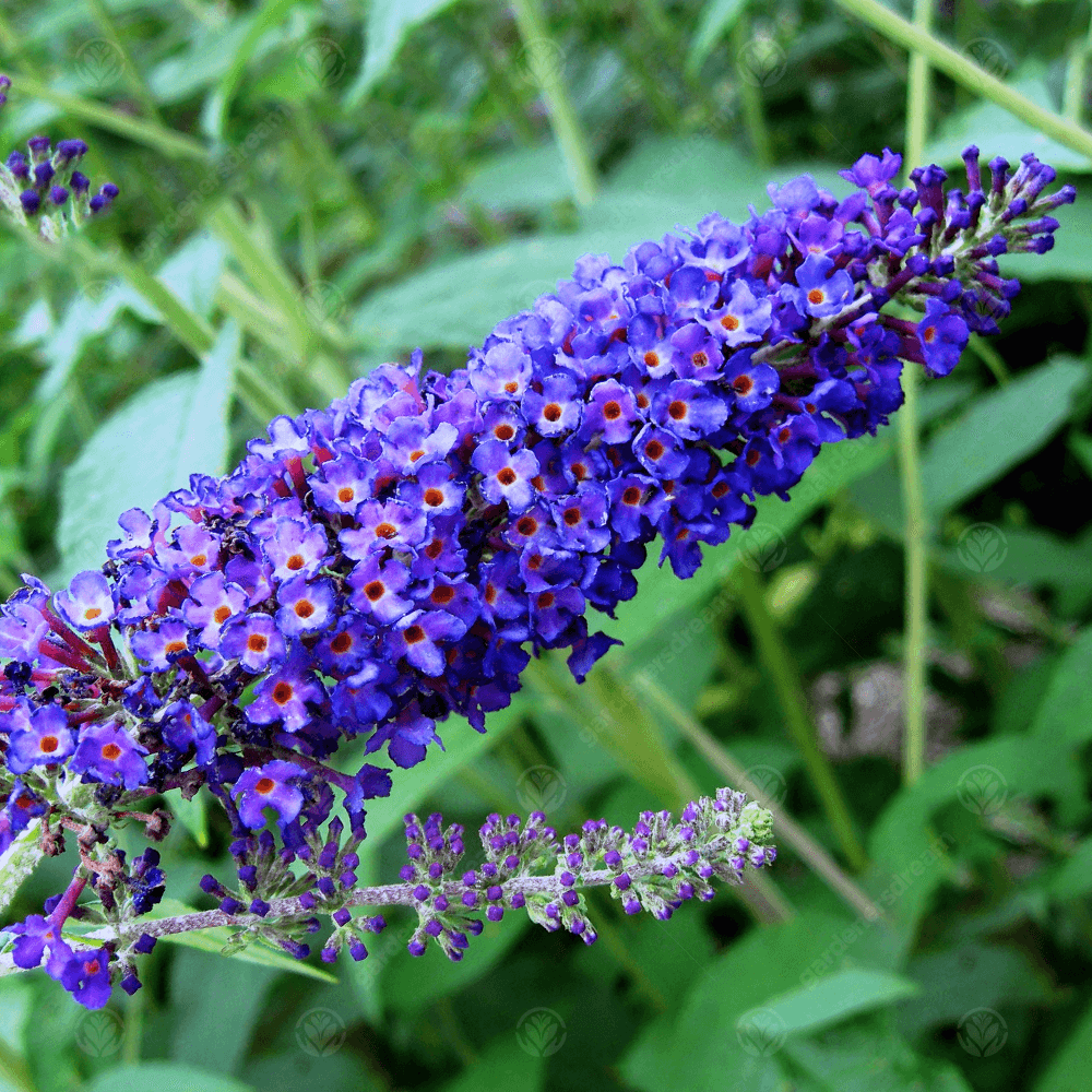 Vibrant Dark Blue Buddleia Plants in Full Bloom