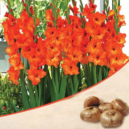 Vibrant Dark Orange Gladiolus Plants in Full Bloom