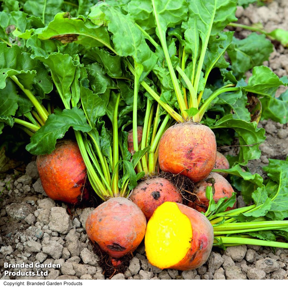 Vibrant dark orange radish plants in full sun