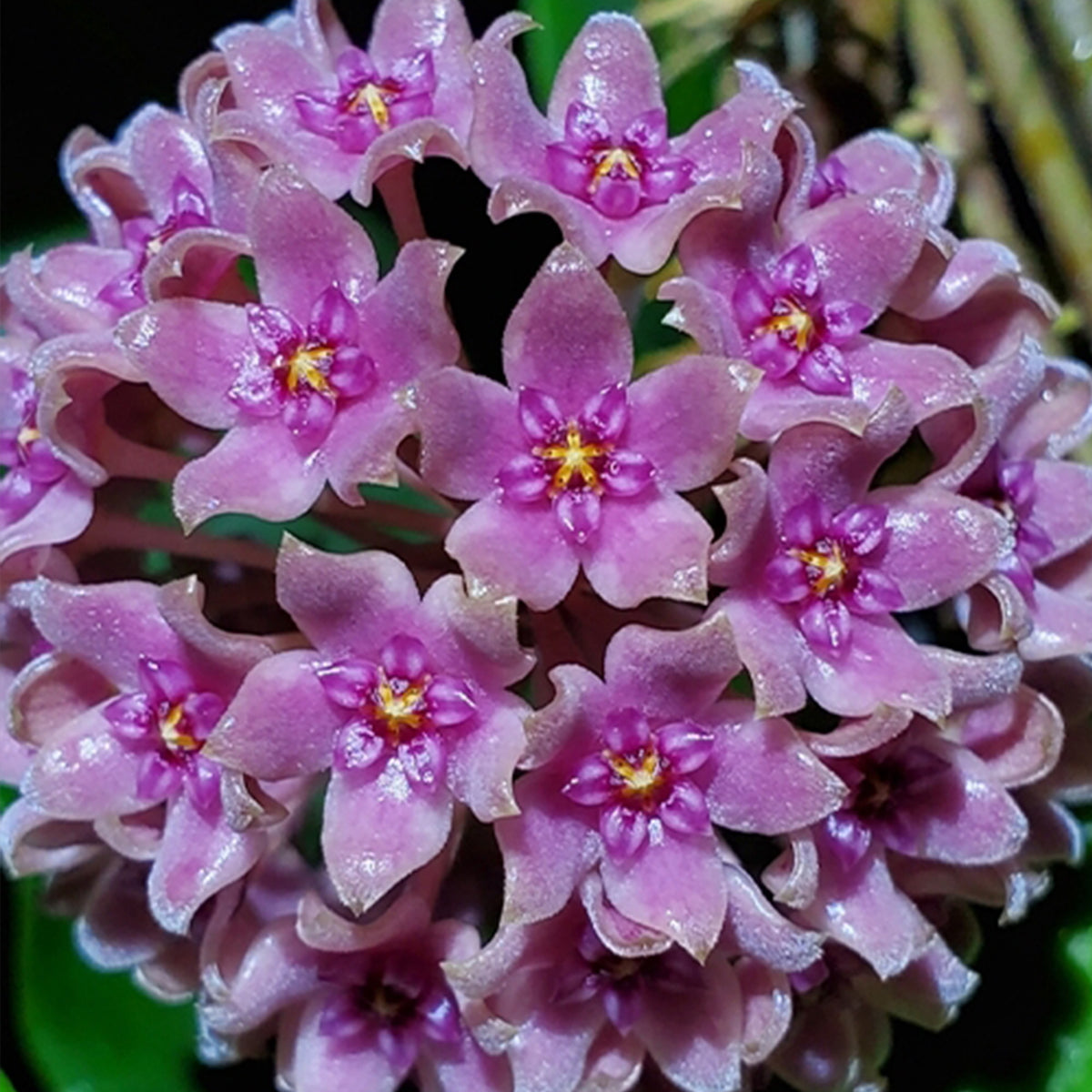 Vibrant Dark Pink Hoya Plants in Full Bloom