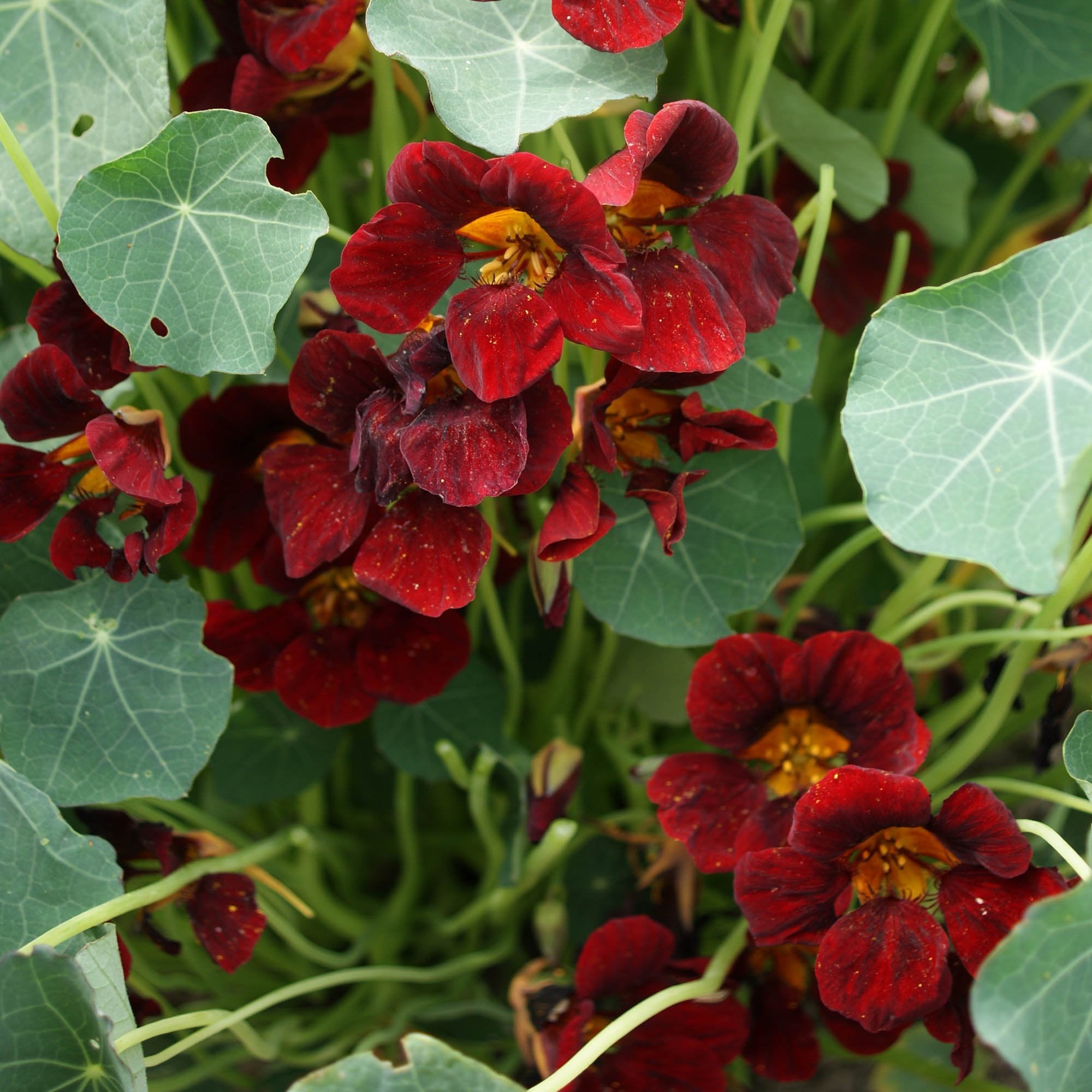 Vibrant Dark Red Nasturtium Flowers in Bloom
