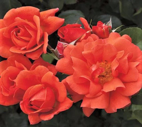 Vibrant Deep Orange Climbing Rose Plants in Full Bloom