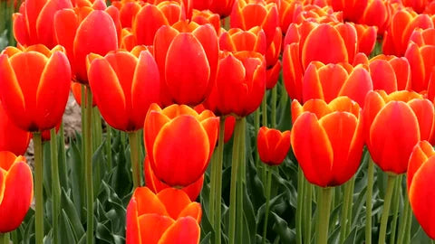 Vibrant Deep Orange Tulip Plants in Full Bloom