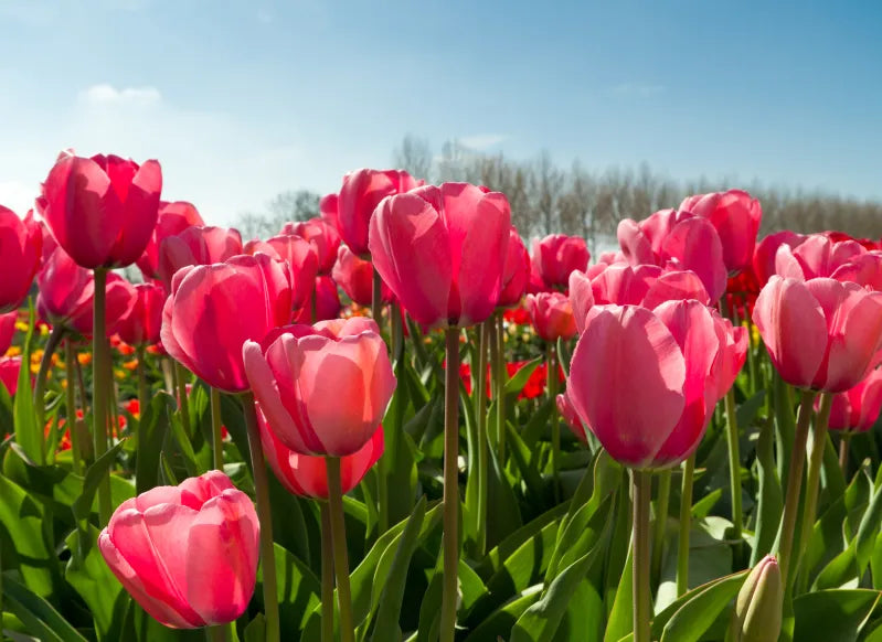 Vibrant Deep Pink Tulip Plants in Full Bloom