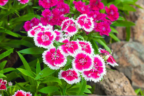 Vibrant Dianthus Caryophyllus Rose Mix Plants in Full Bloom