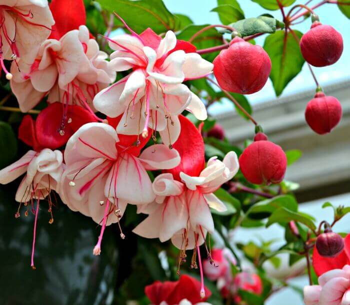 Vibrant Double Petal Fuchsia Plants in Bloom