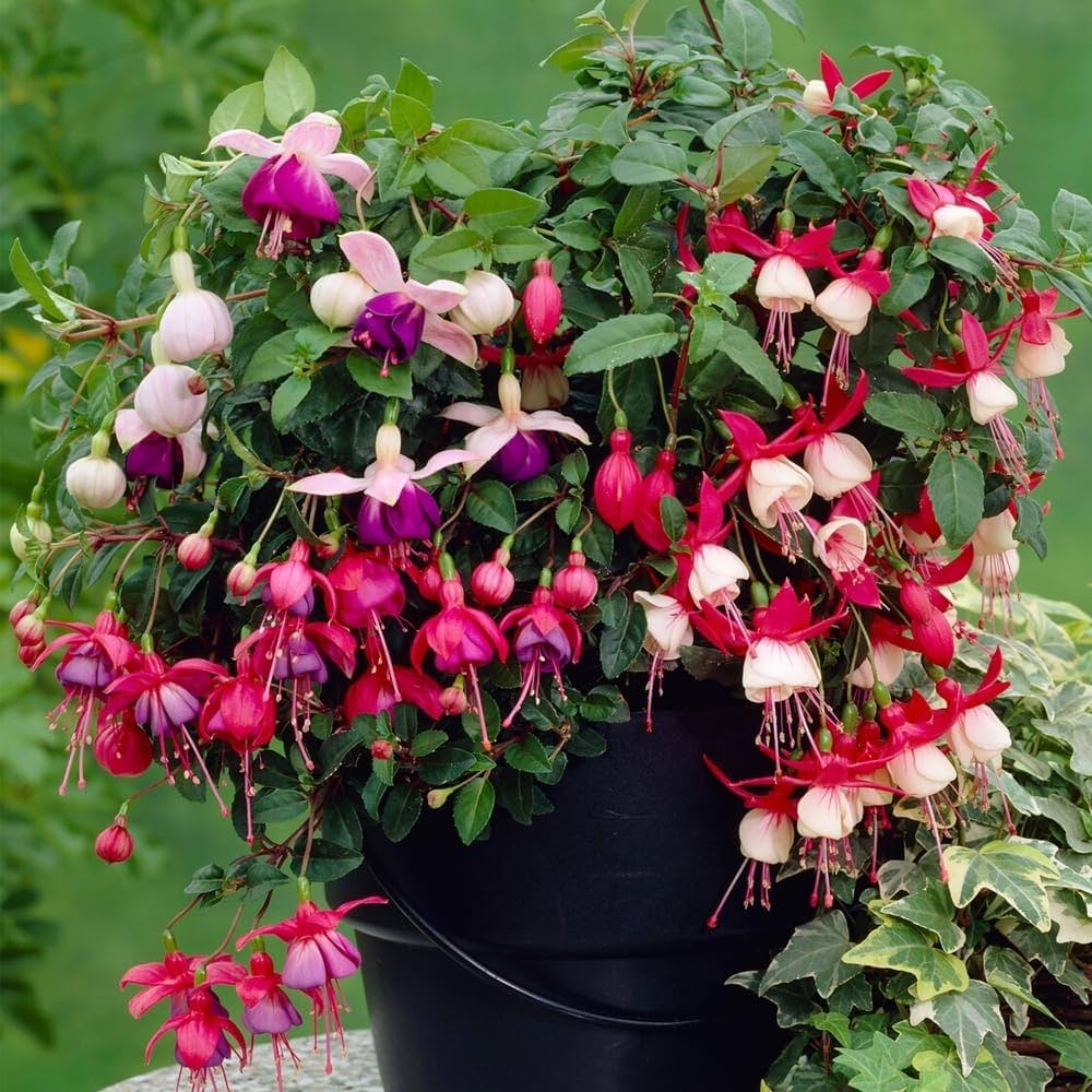 Vibrant Multi-Colour Fuchsia Plants in Bloom