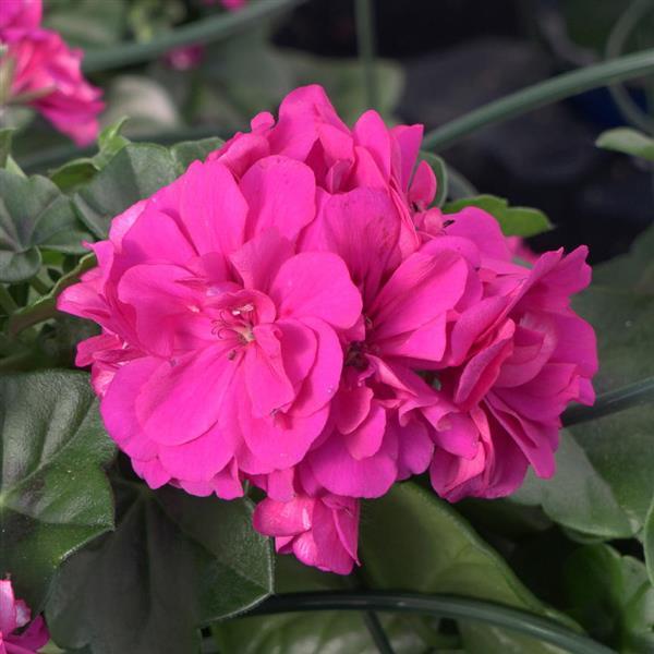 Light Purple Pelargonium Peltatum Flowers for Garden Display