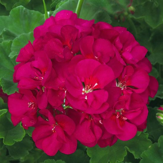 Pink Geranium Flowers for Garden Display