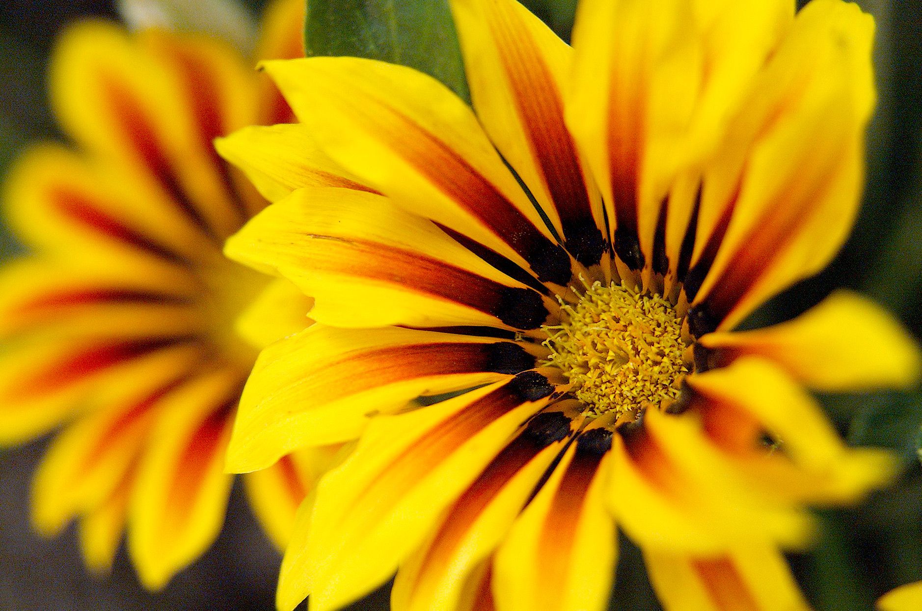 Gazania Flowers in Pots and Containers