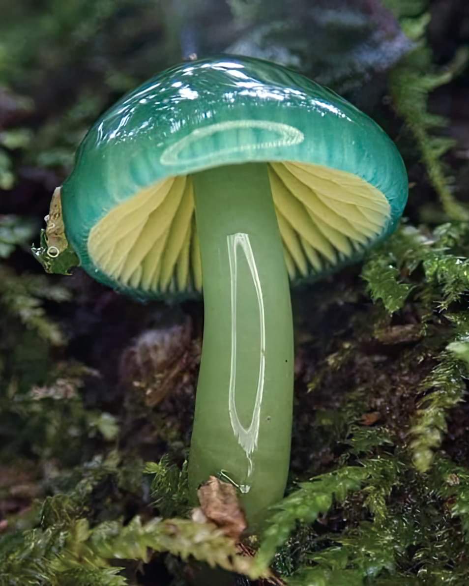Vibrant green mushrooms thriving in controlled environment
