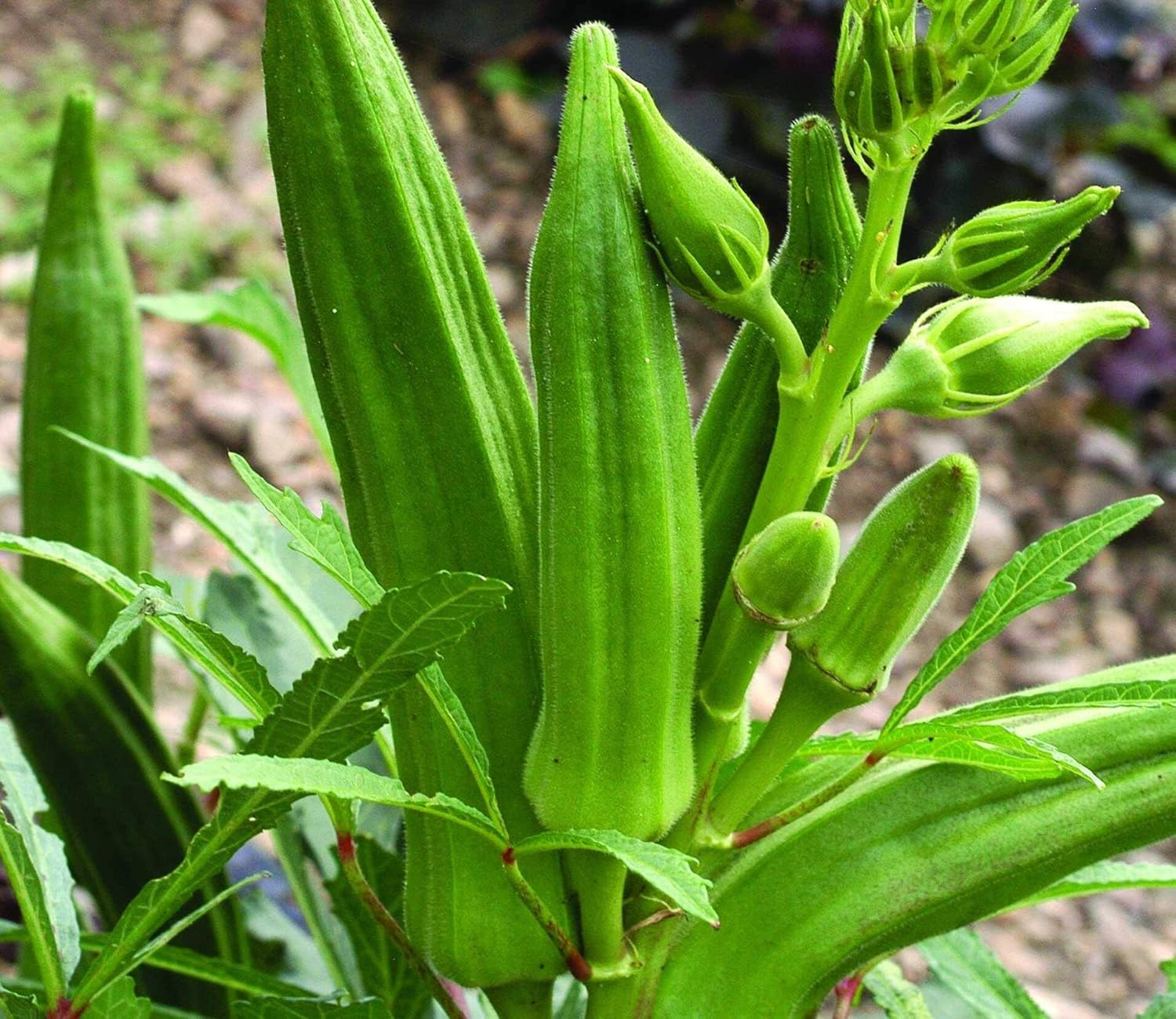 Vibrant green okra plants thriving in full sun