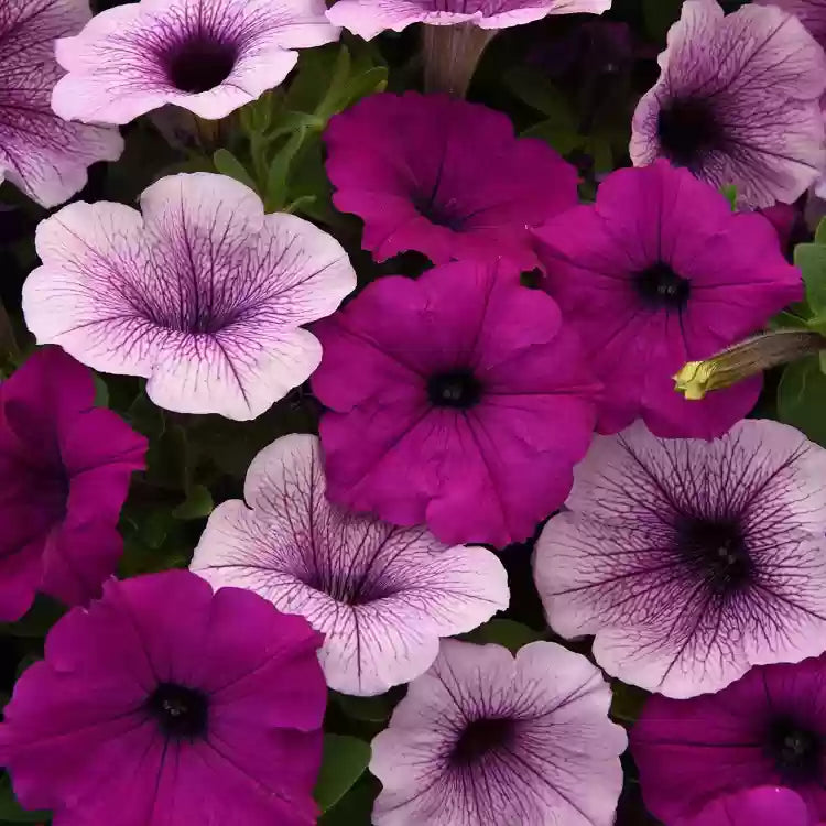 Vibrant Hanging Petunia Plants in Full Bloom