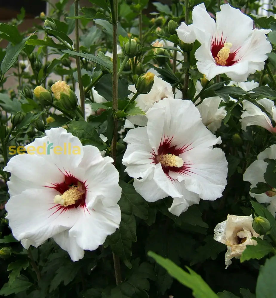Hibiscus Syriacus seeds for large summer flowers