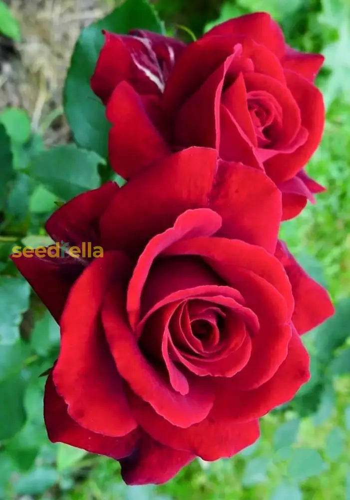 Vibrant Home Garden Rose Flower Seeds For Colorful Planting