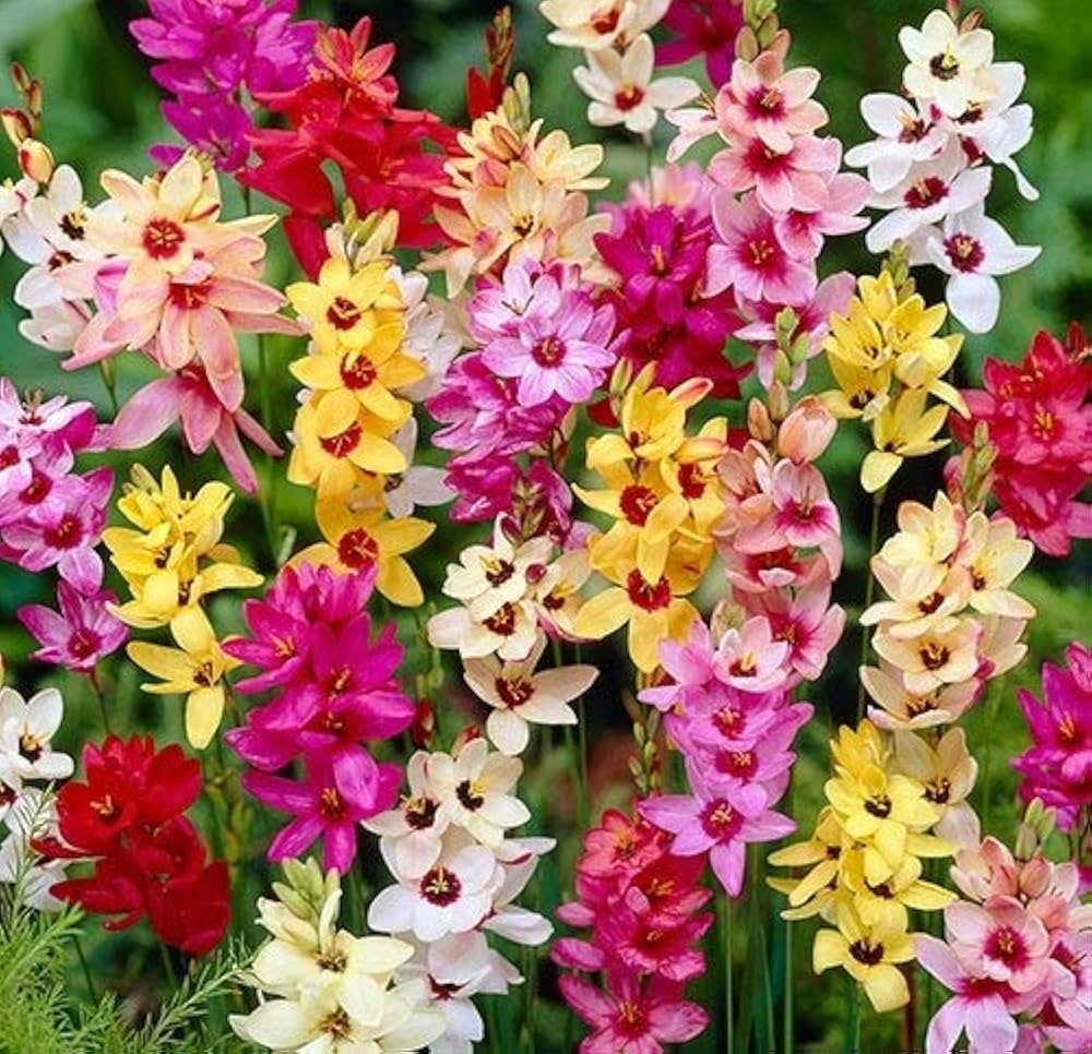 Vibrant Ixia Garden Seeds