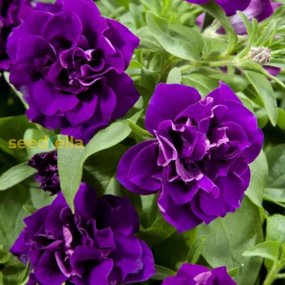 Vibrant Light Purple Double Petunia Seeds For Stunning Garden Planting