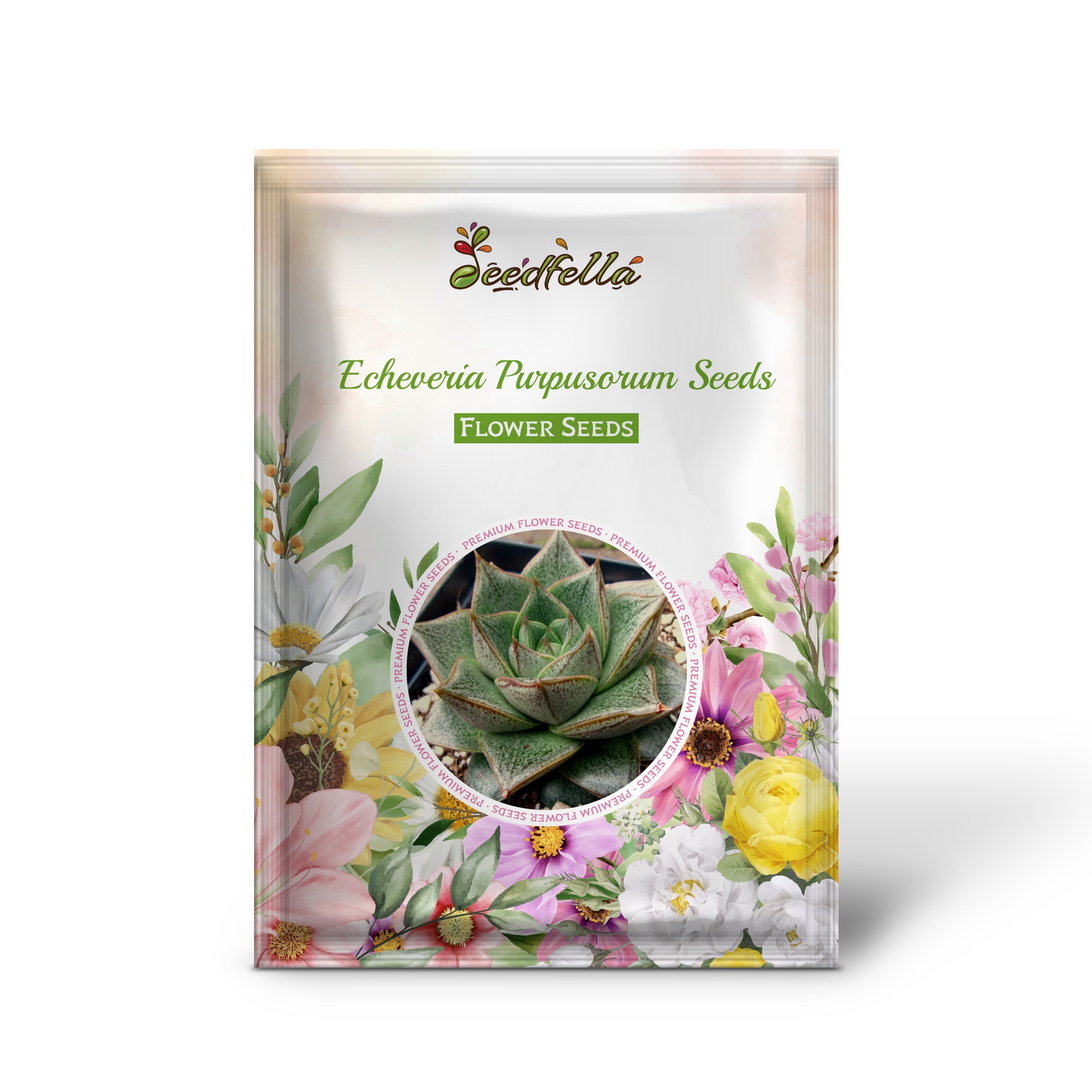 Vibrant Light Red Echeveria Purpusorum Blooms for Decorative Displays