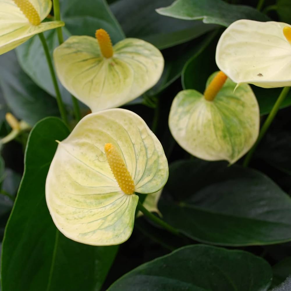 Vibrant Light Yellow Anthurium Blooms in Garden